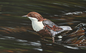 Cowie Dipper