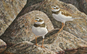 Ringed plovers