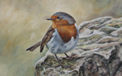 Robin