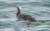 Red Throated Diver