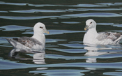 Paddling Fulmars